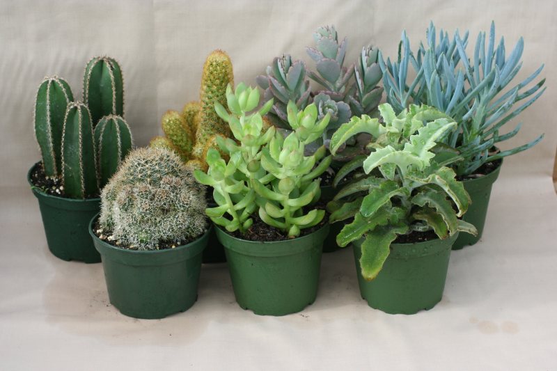 4" Cactus -Succulent